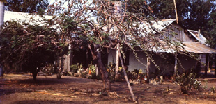 Raymond Derr Home & Plum Tree 1955