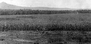 WR Derr cornfield in 1914 