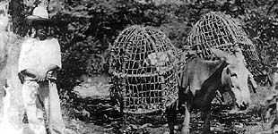 Bird Cages on Donkey