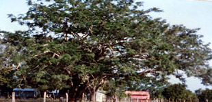 Orejon Tree on Taylor Lane
