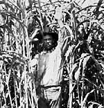 WW Snell in cornfield