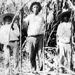 WW Snell in Cane Field