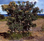 Garland Worley Mango Tree 1957