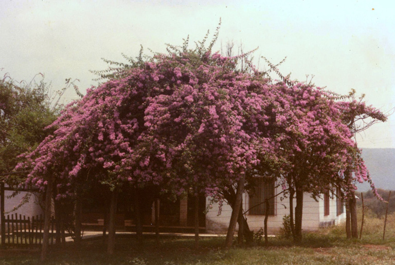 Bouganvilla