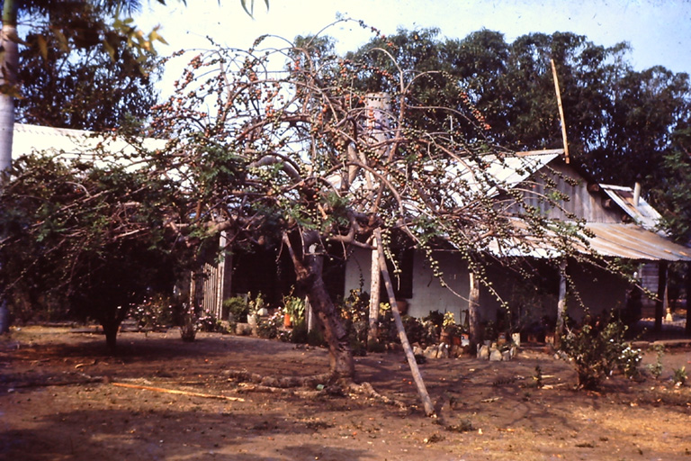 Raymond Derr Home & Plum Tree 1955