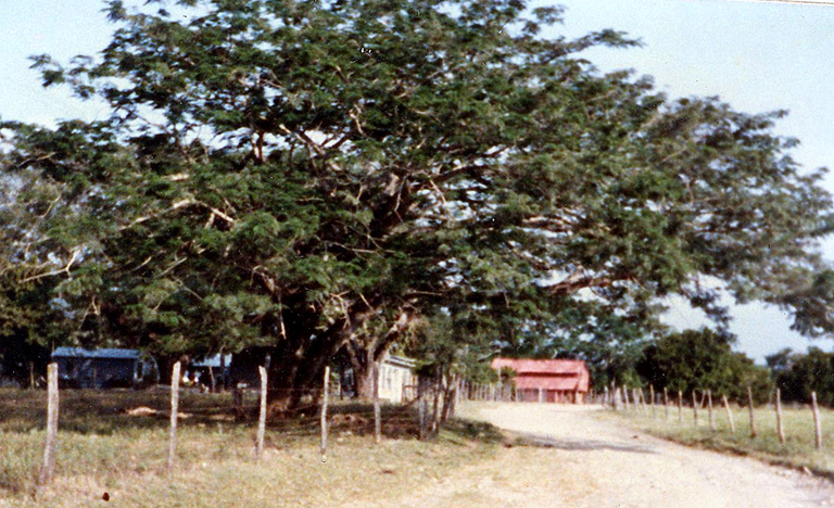 Orejon Tree on Taylor Lane