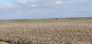 Cotton Field Near Mangum