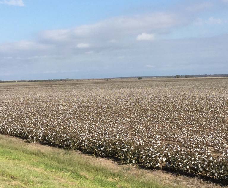 Cotton Field Near Mangum, Oklahoma